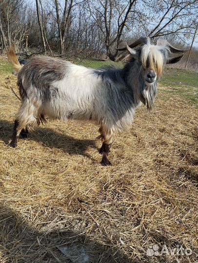 Коза, козел, козлята