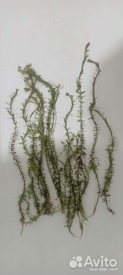 Аквариум Аквариумные растения улитки