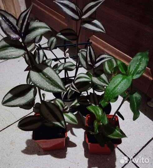 Традесканция