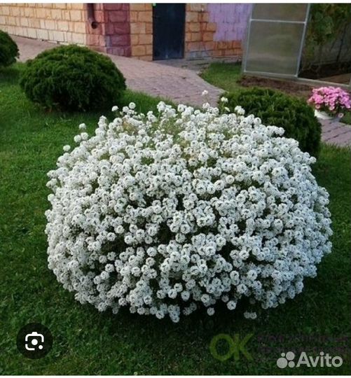 Алиссум сноу принцесс
