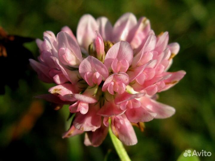 Семена Клевер Розовый Гибридный опт