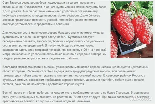 Малиновое дерево таруса