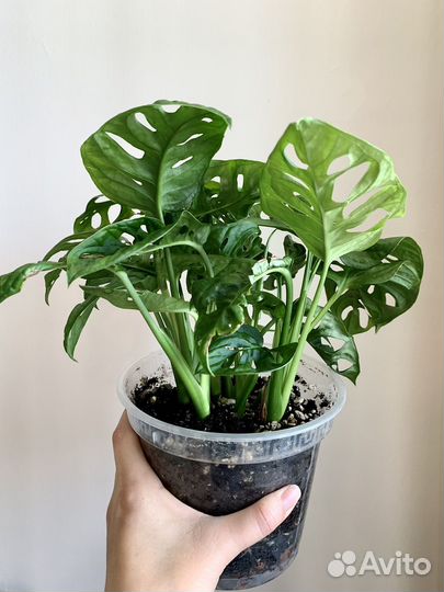 Монстера манки маск