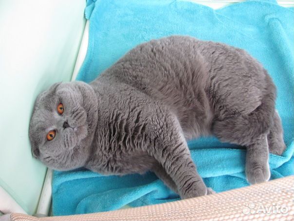 Медвежий тип, с родословной