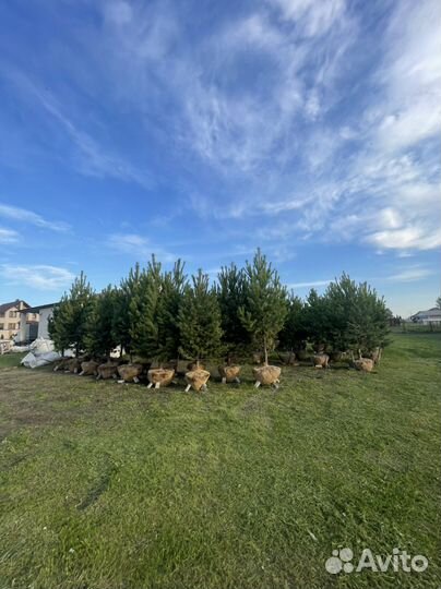 Сосна крупномер