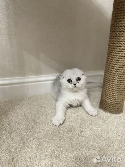 Шотландская шиншилловая вислоухая