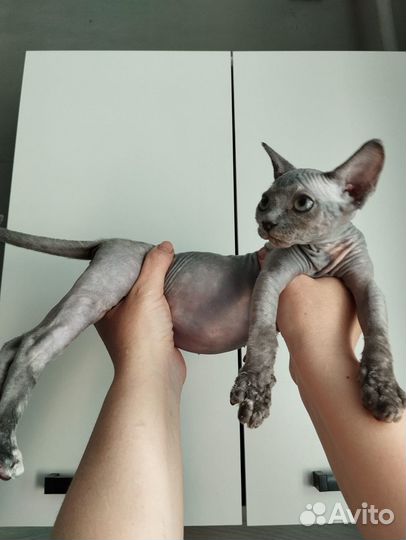 Канадский сфинкс девочка