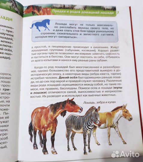 Энциклопедия 