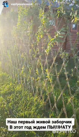 Черенки ивы