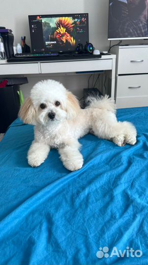 Вязка мальтипу кобель