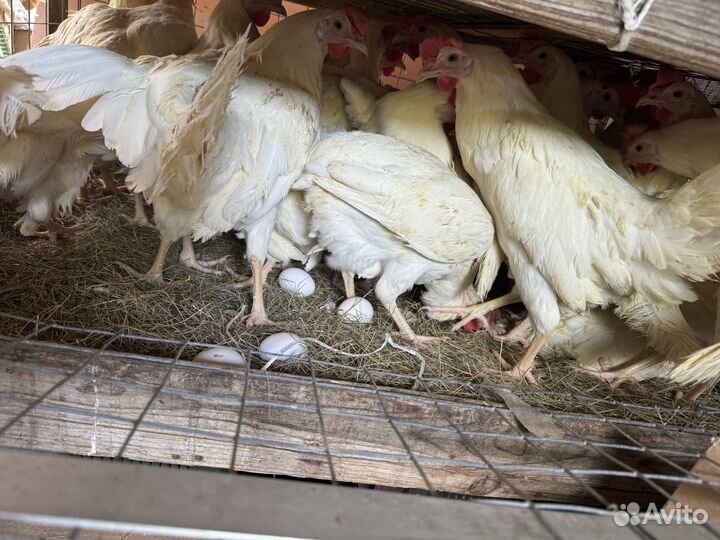 Куры несушки