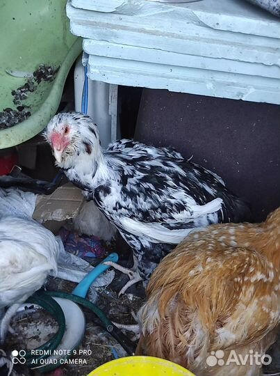 Гергебильская порода кур и петухов