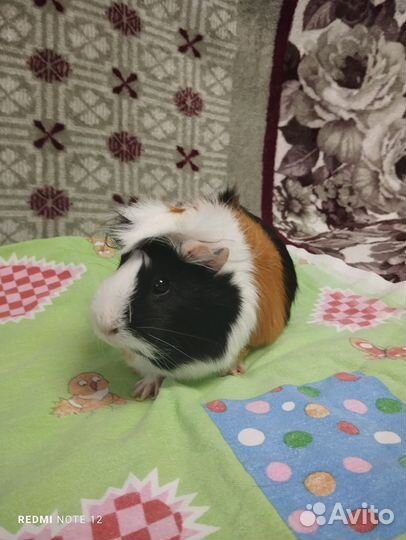 Морские свинки