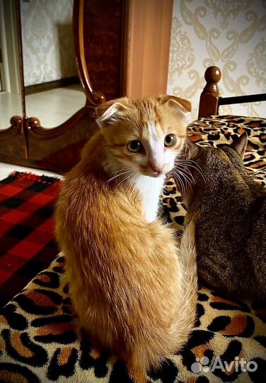 Вислоухий рыжик в добрые руки бесплатно