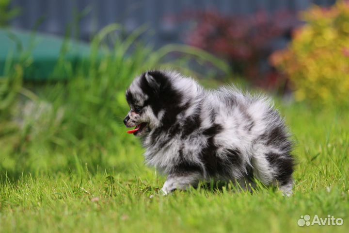 Померанский шпиц