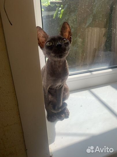 Котята сфинкс