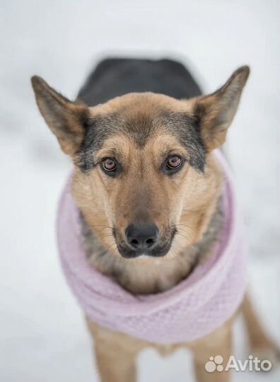 Собака в добрые руки