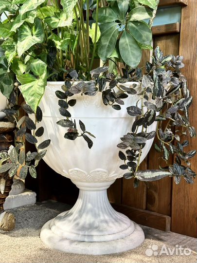 Пеллиония Даво