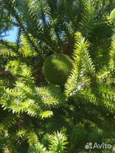 Араукария/Араукария бразильская/Саженцы