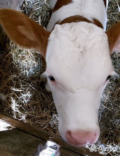 Теленок бычок