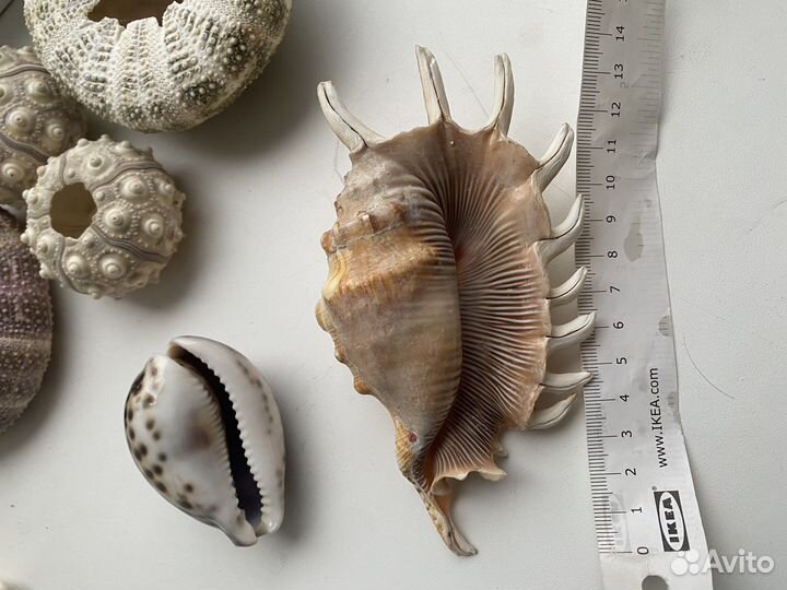 Ракушка морской еж морская звезда