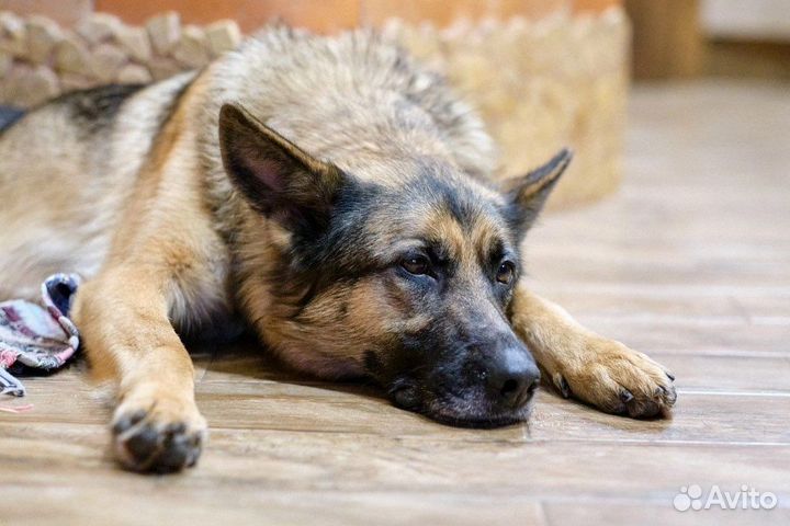 Немецкая овчарка в добрые руки
