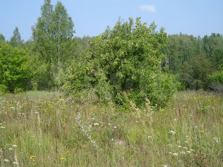 Участок 15 сот. (ИЖС)