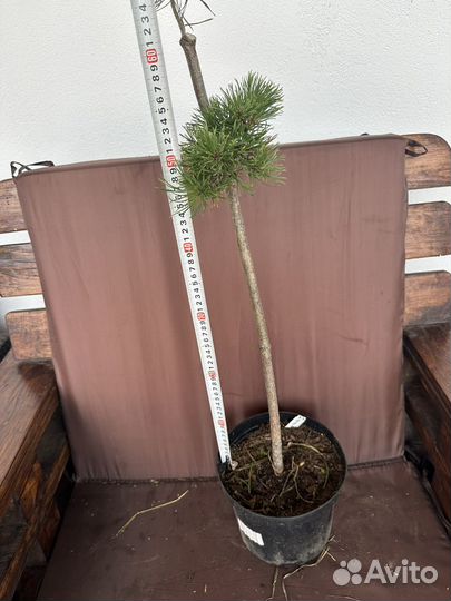 Сосна горная Милки Вэй(Milky way)