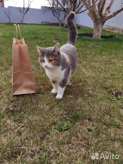 Котята в добрые руки приучены к лотку