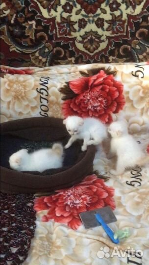 Котята шотландские