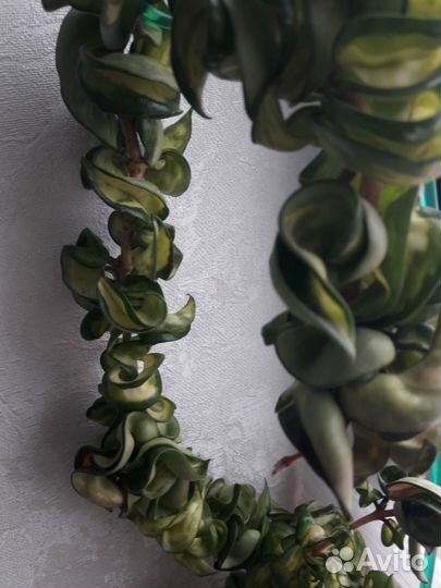 Хойя компакта вариегатная Мауна Лоа