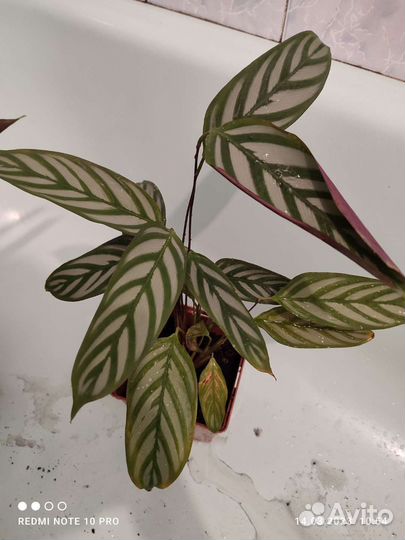 Очень красивый