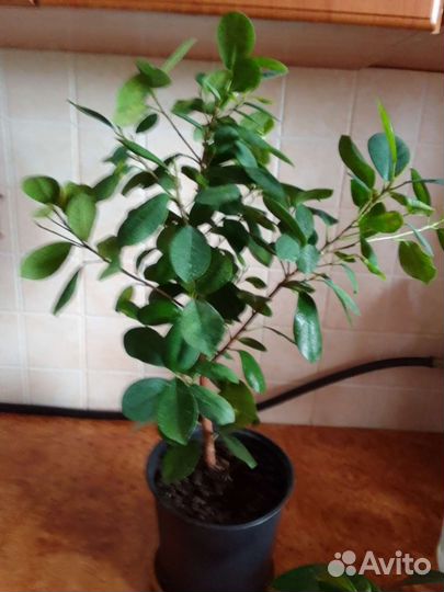 Комнатные цветы