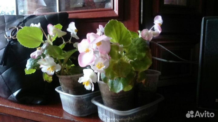 Бегония вечноцветущая-сортовая