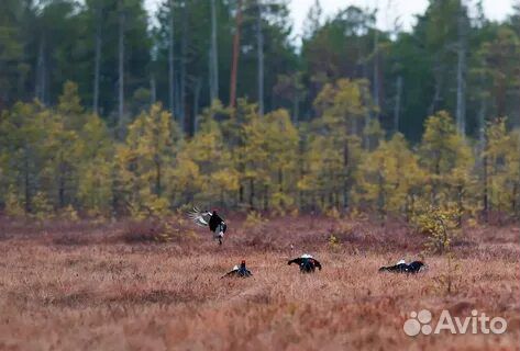 Охота в Карелии