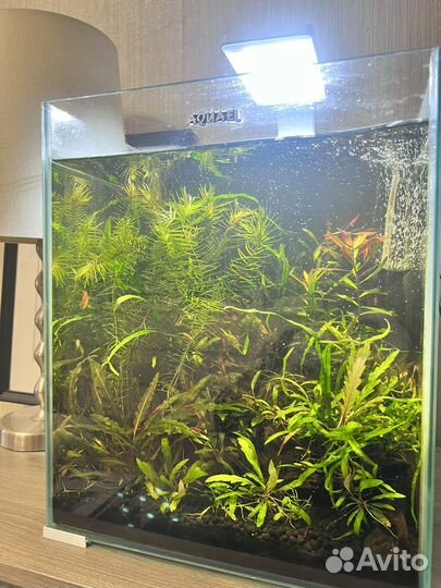 Аквариум Акваэль cube