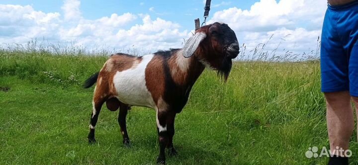 Козёл и Козлик нубийские