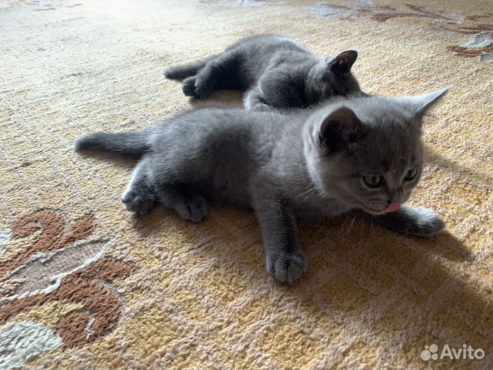 Британские котята