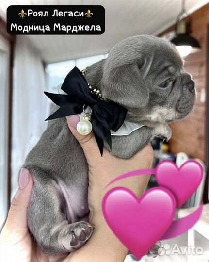 Франузский бульдог, лилово-подпалые щенки