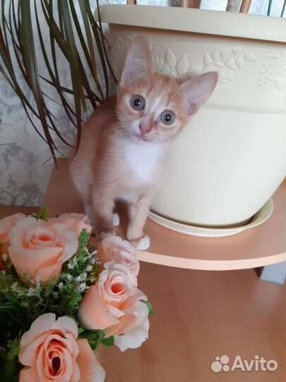 Кошка в дар бесплатно