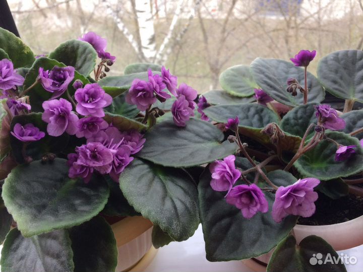 Фиалка Поль Баньян (детки) 7 штук