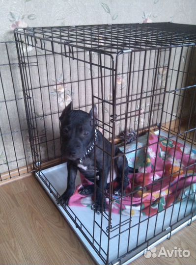 Клетка для собак №4