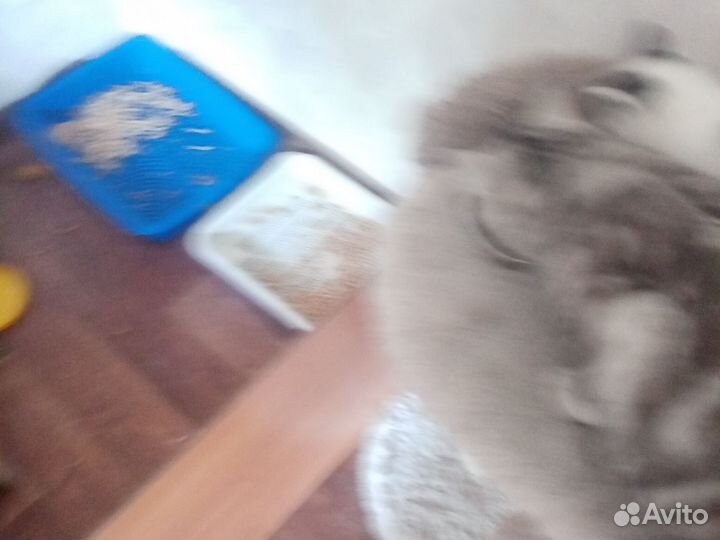 Кошки в добрые руки