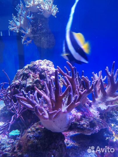 Морские кораллы