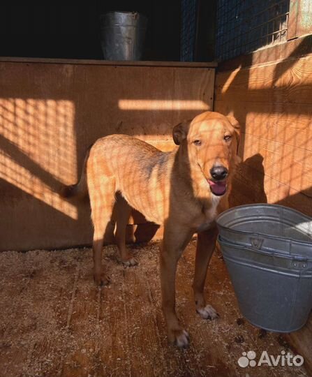 Собака осталась одна