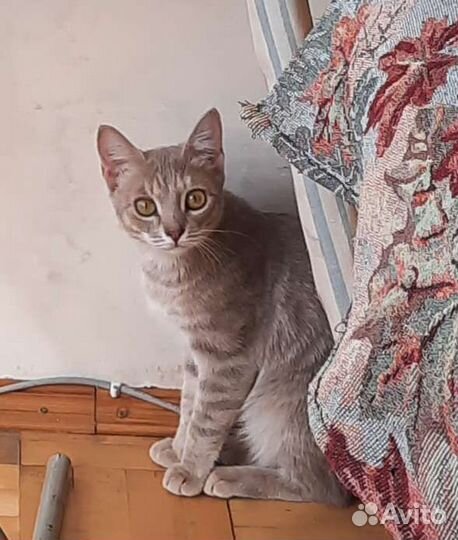 Кошка в дар