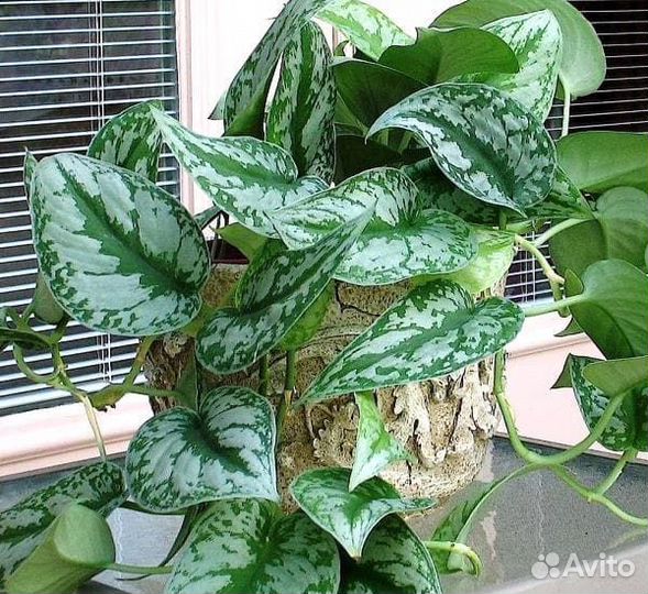 Сциндапсус Экзотика