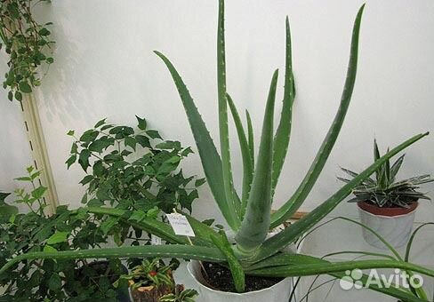 Алоэ- вера. каланхоэ