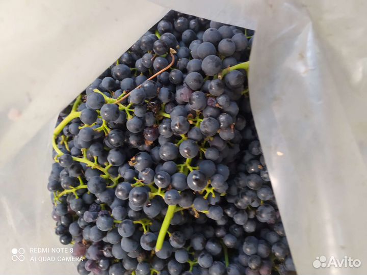 Продам виноград винных сортов
