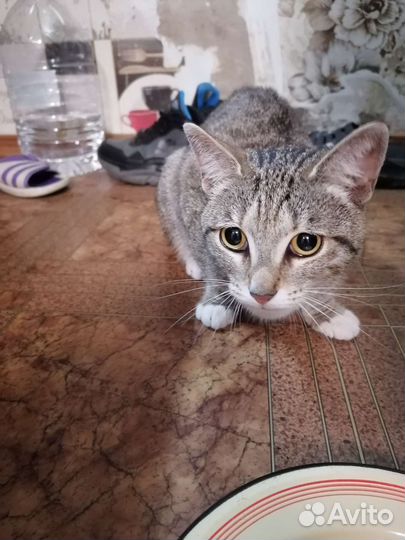 Кошка в дар